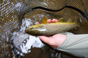 Wild brown trout held in a net in the water, the Approach Hoodie in Hemlock with the thumb loop in use